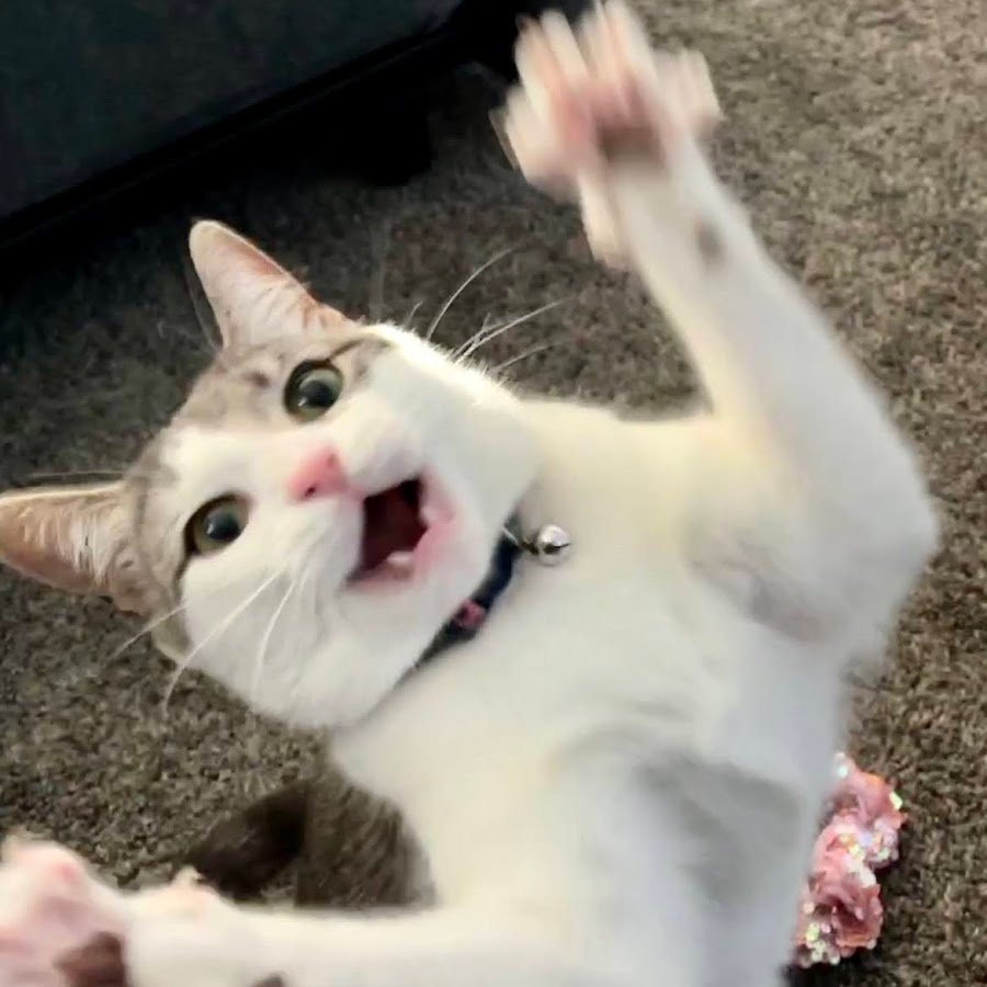 CrazyCatVid YouTube channel