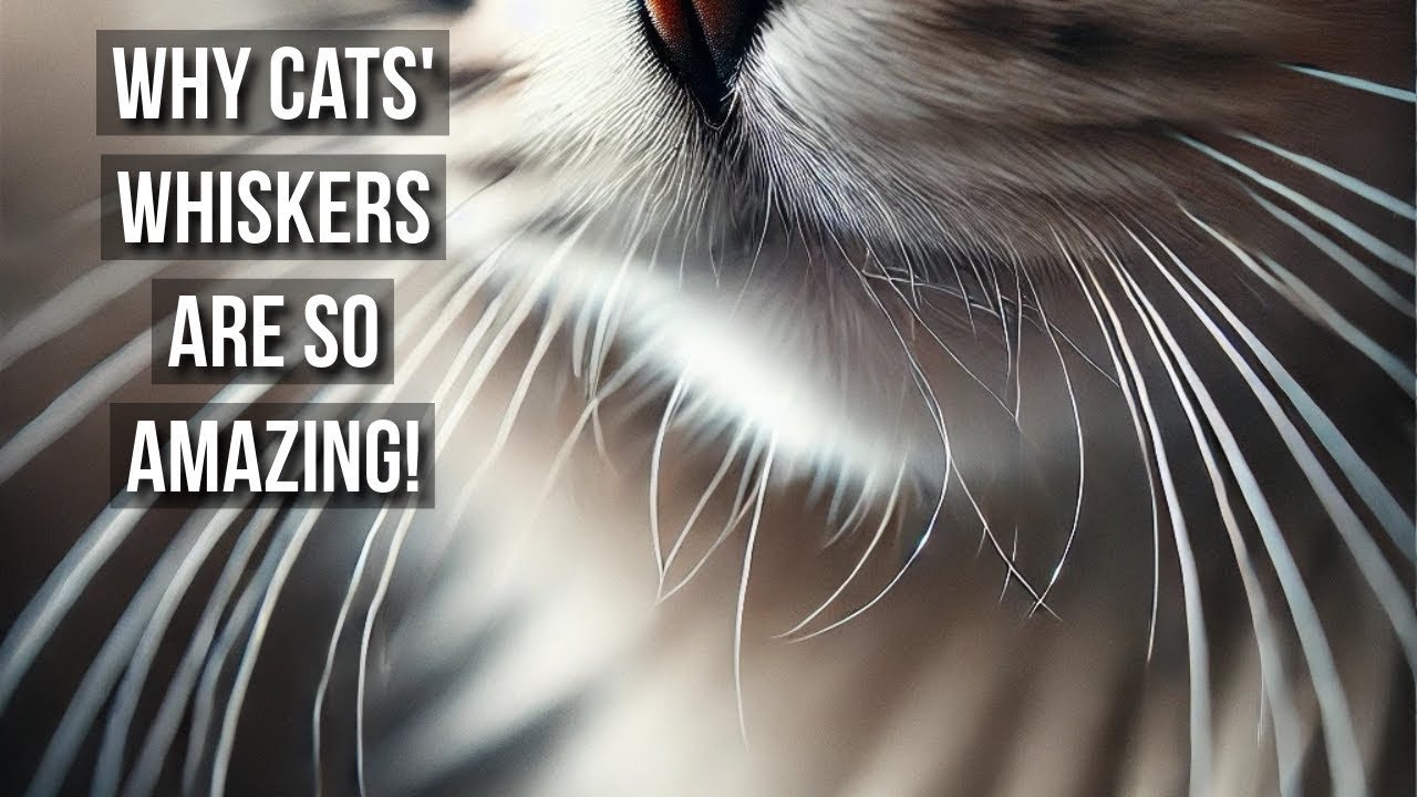 Why Russia Loves Cats — CrazyCatVid's most viral article