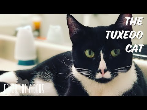 Minnie Mouse — black and white tuxedo cat, the queen of CrazyCatVid, named after Disney's Minnie for her tuxedo coat and dramatic personality