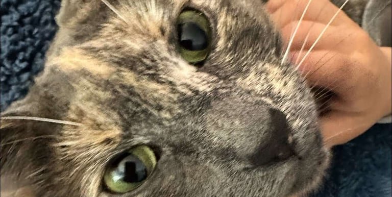 Luna — tortoiseshell cat getting chin scratches, those green eyes and mixed coat are pure tortoiseshell tortitude