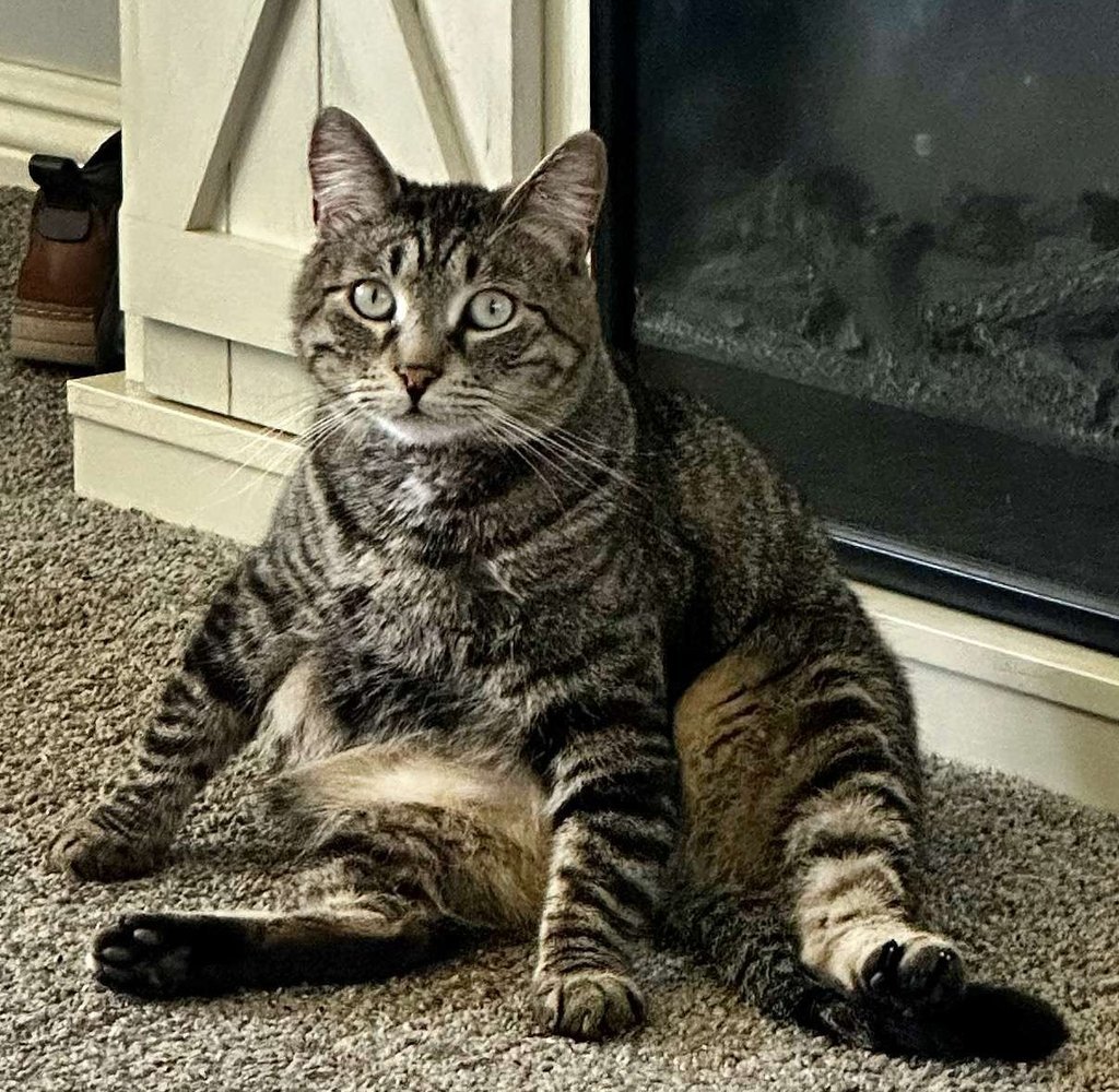 Stripes — handsome tabby cat lounging by the fireplace at CrazyCatVid HQ in 🐾