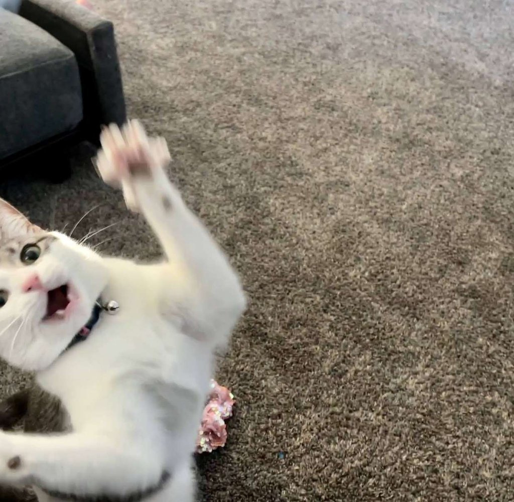 Penelope — white bicolor cat and YouTube star, host of Feline Facts with Penelope on CrazyCatVid — playing and batting paws