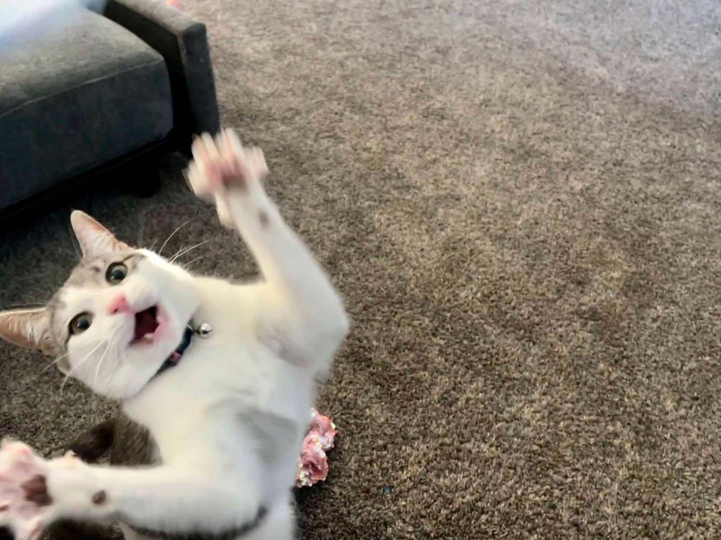 Penelope the CrazyCatVid cat — paws up, going absolutely wild. This is Penelope, the YouTube star of CrazyCatVid.com
