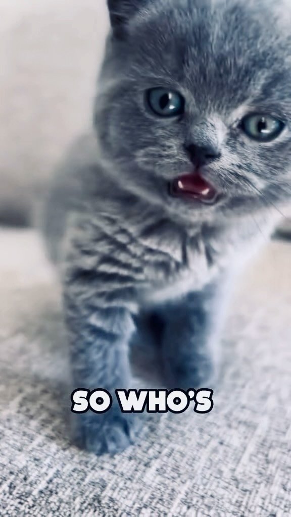 Best cat foods of 2026 tested