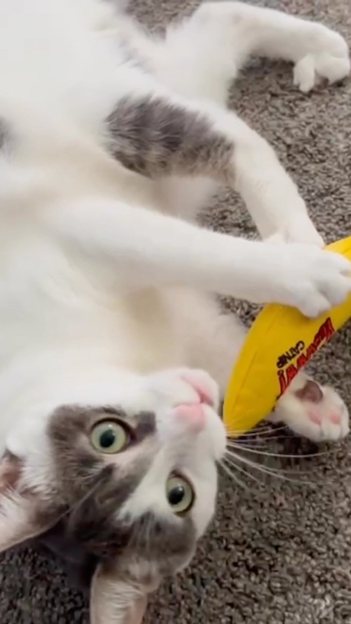 Best interactive cat toys ranked