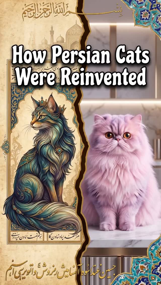 Tortoiseshell cat facts and tortitude