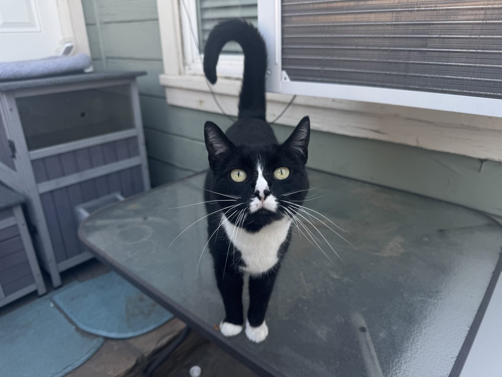 Minnie Mouse the tuxedo cat sitting at a desk