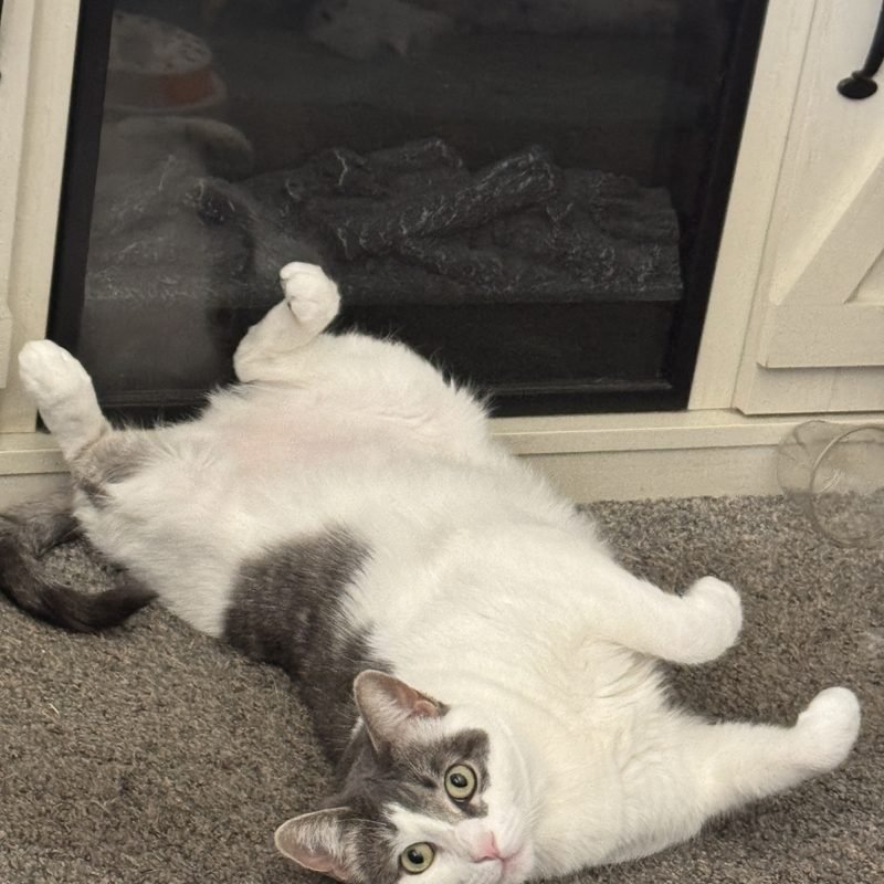 Penelope the gray and white cat