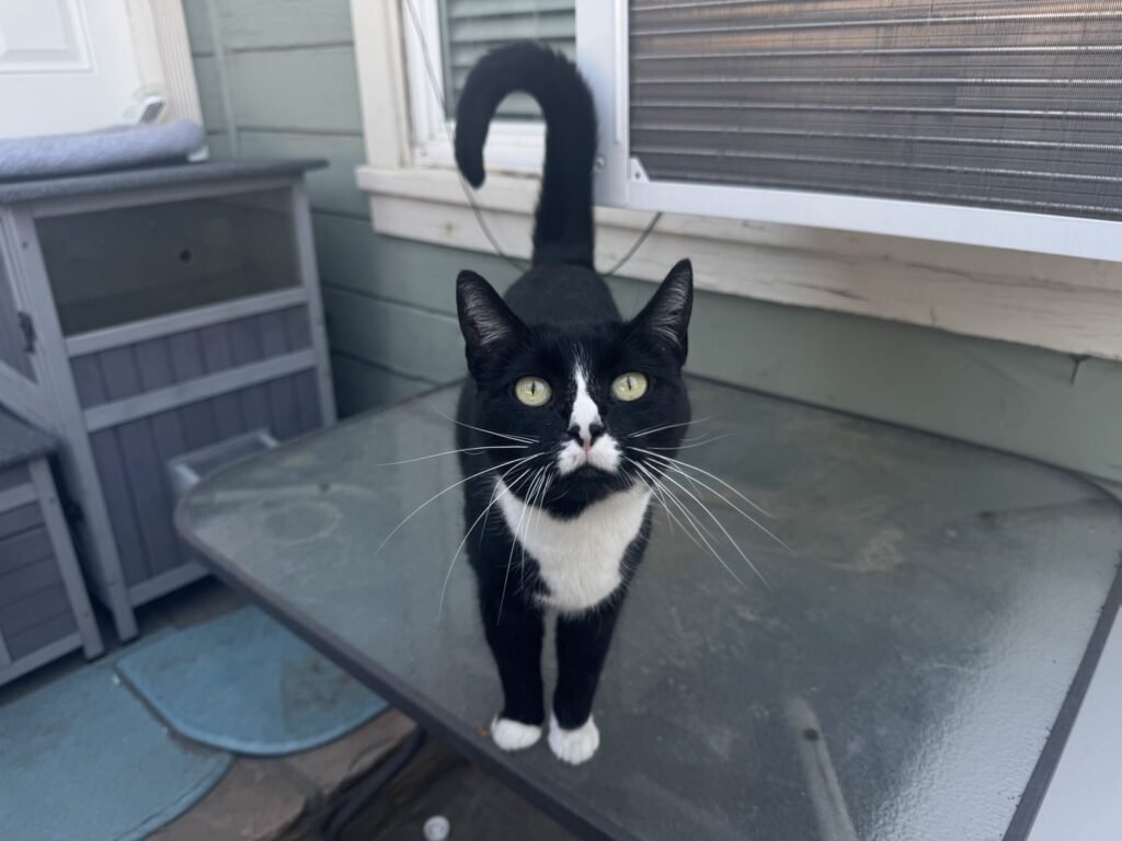 Minnie Mouse, a black-and-white tuxedo cat, standing on the porch