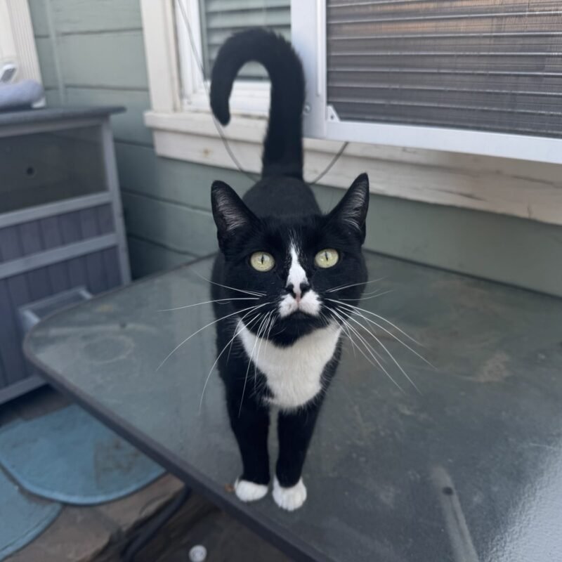 Minnie Mouse the tuxedo cat at the desk