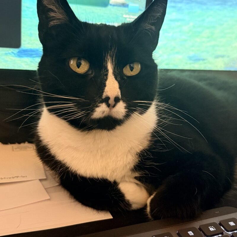 Minnie Mouse the tuxedo cat on a lap