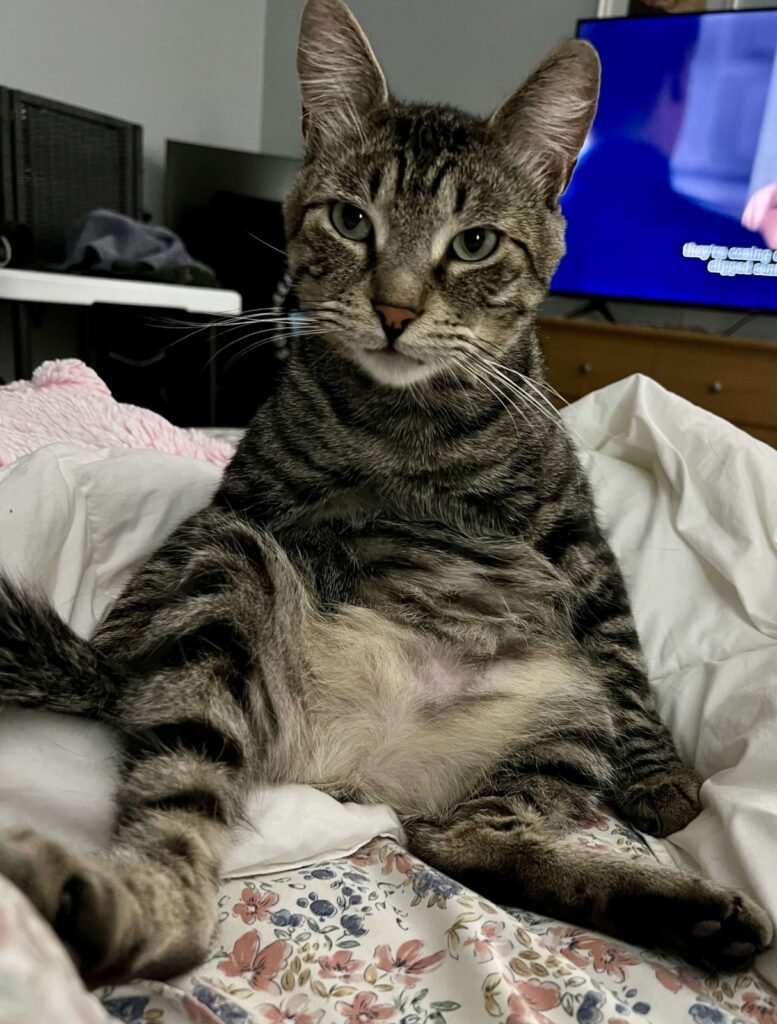 Sir Stripes, a brown tabby cat, sitting upright on a bed